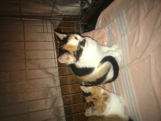 Europäische Hauskatze