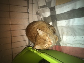 Europäische Hauskatze