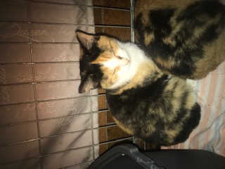 Europäische Hauskatze