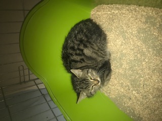 Europäische Hauskatze