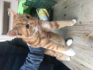 Europäische Hauskatze