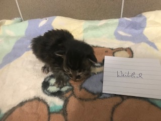 Europäische Hauskatze