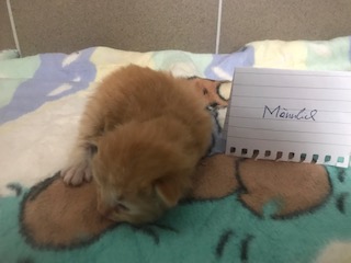 Europäische Hauskatze