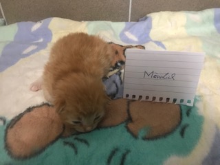 Europäische Hauskatze