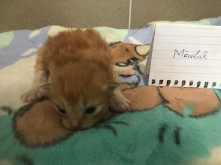 Europäische Hauskatze