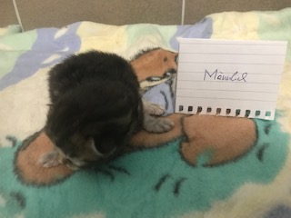 Europäische Hauskatze