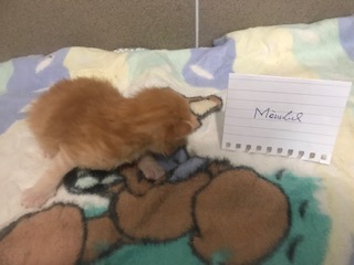 Europäische Hauskatze