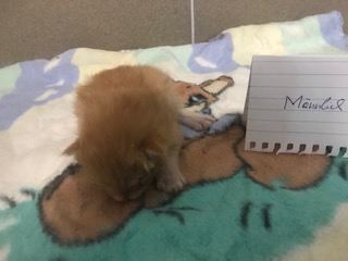 Europäische Hauskatze