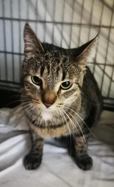 Europäische Hauskatze