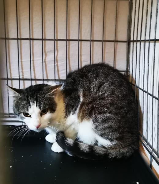 Europäische Hauskatze