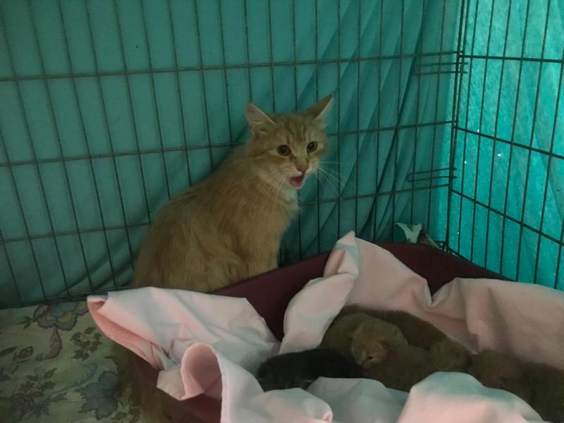 Europäische Hauskatze