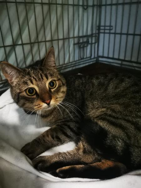 Europäische Hauskatze