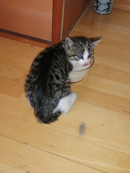 Europäische Hauskatze