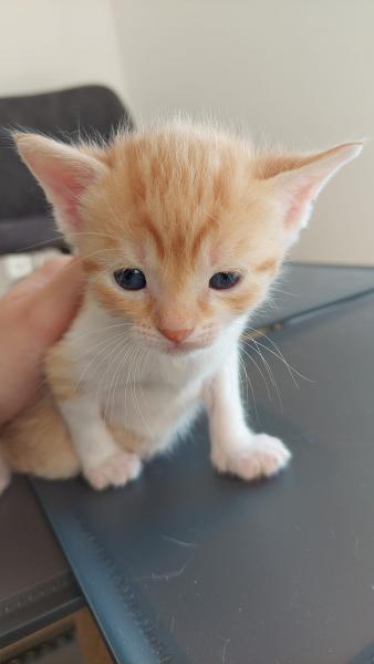 Europäische Hauskatze