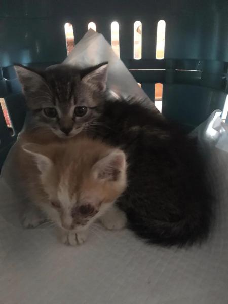 Europäische Hauskatze