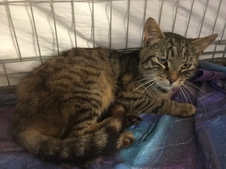 Europäische Hauskatze