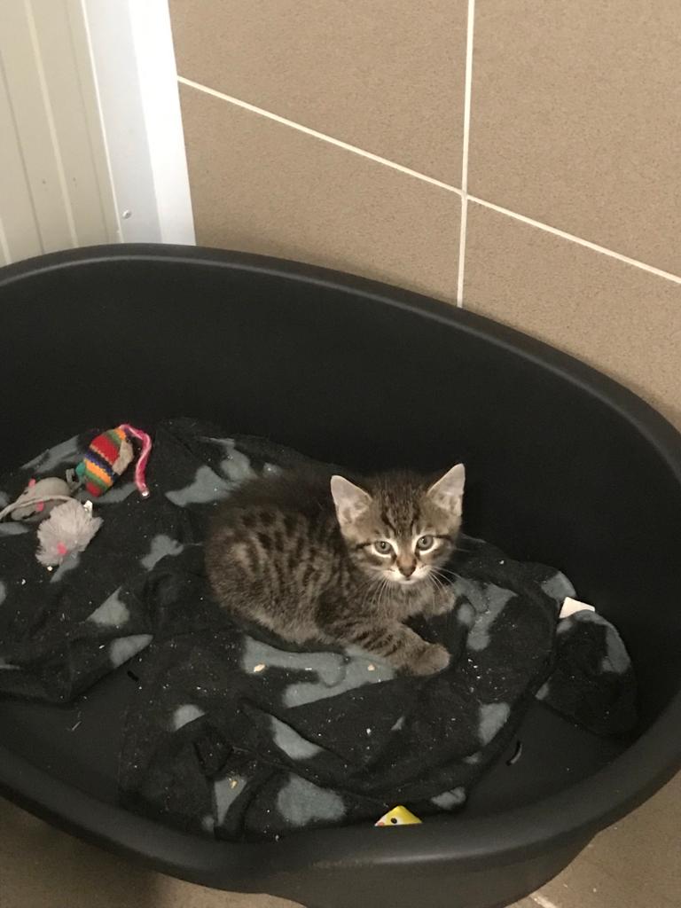 Europäische Hauskatze