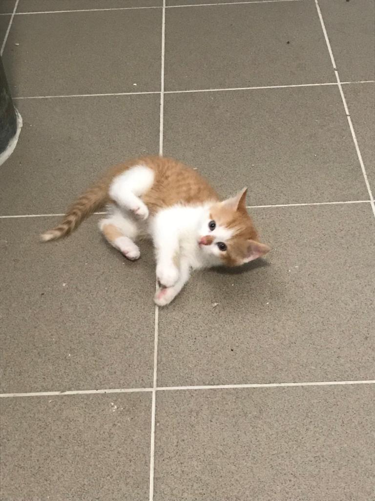 Europäische Hauskatze