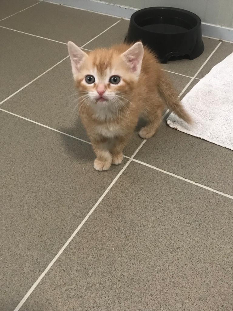 Europäische Hauskatze