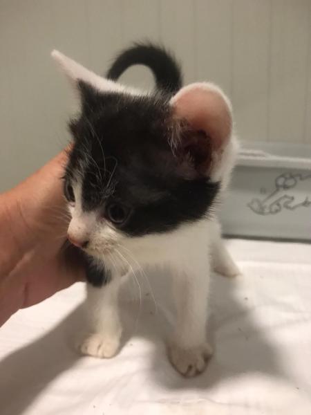 Europäische Hauskatze