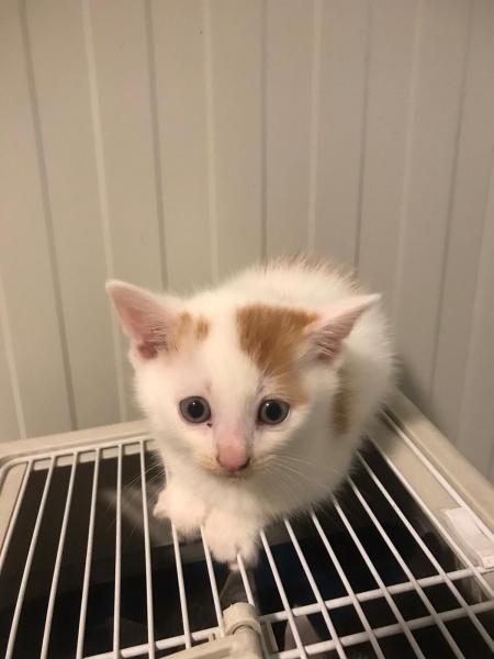 Europäische Hauskatze