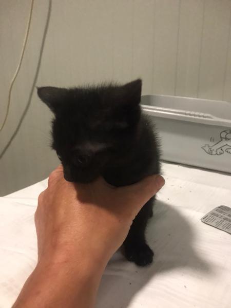 Europäische Hauskatze