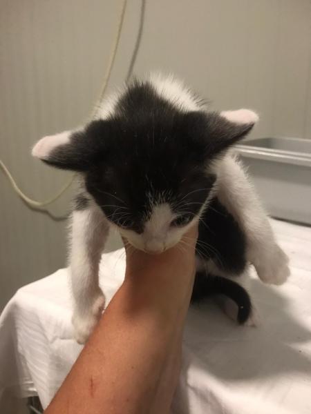 Europäische Hauskatze