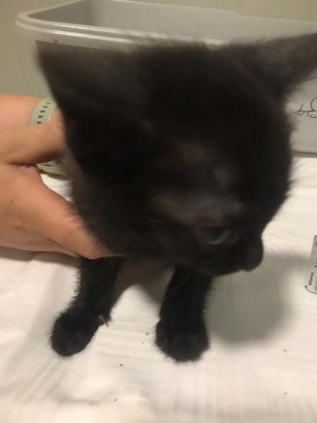 Europäische Hauskatze