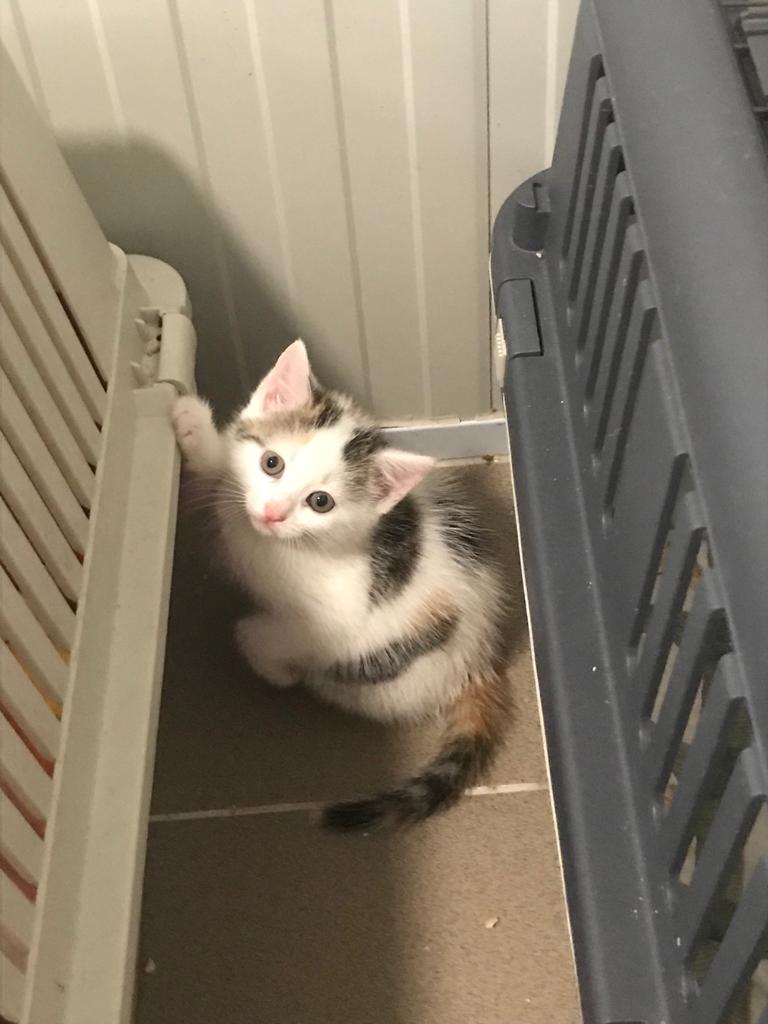 Europäische Hauskatze