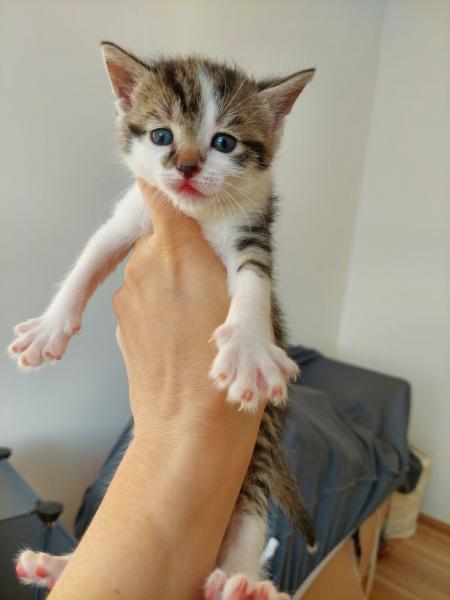 Europäische Hauskatze