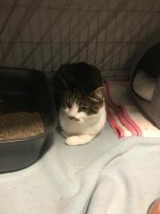 Fundtier Tier-ID 28699