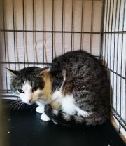 Fundtier Tier-ID 28890