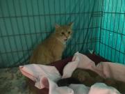 Fundtier Tier-ID 28873