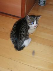 Fundtier Tier-ID 28989