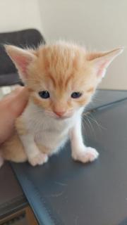 Fundtier Tier-ID 28995