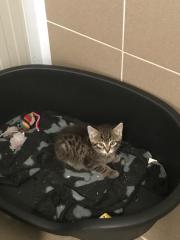 Fundtier Tier-ID 28854