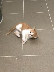 Fundtier Tier-ID 28855