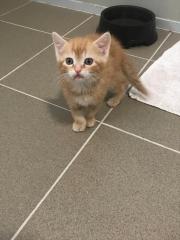 Fundtier Tier-ID 28857