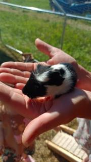 Fundtier Tier-ID 28991