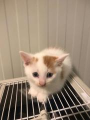 Fundtier Tier-ID 28867