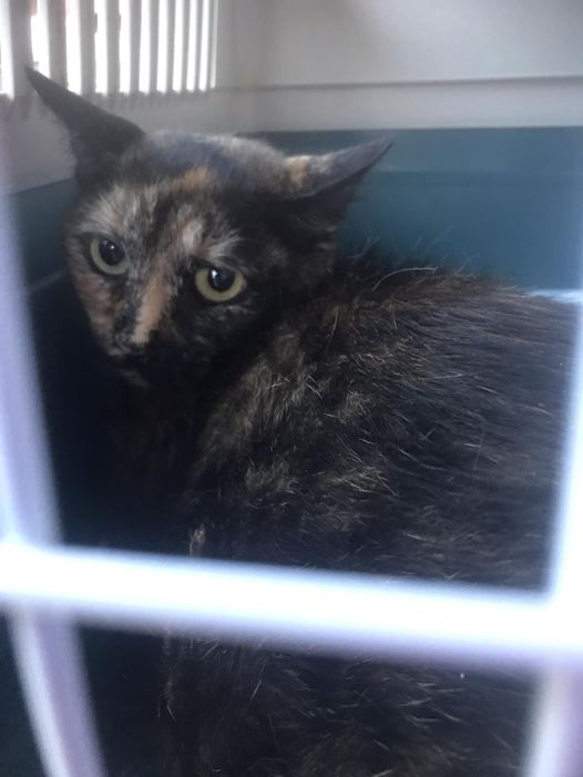 Europäische Hauskatze