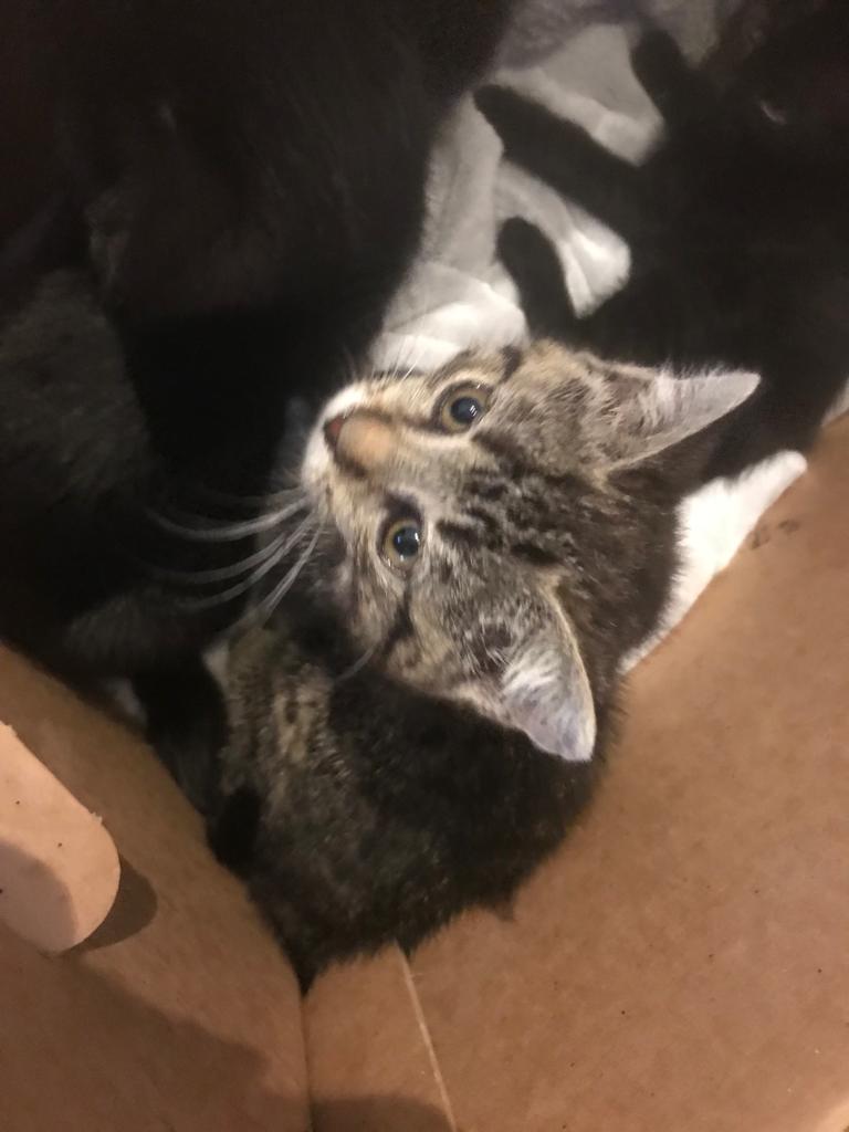 Europäische Hauskatze