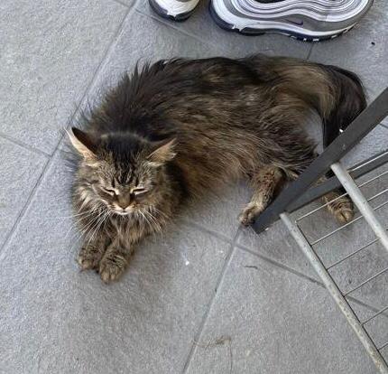 Europäische Hauskatze