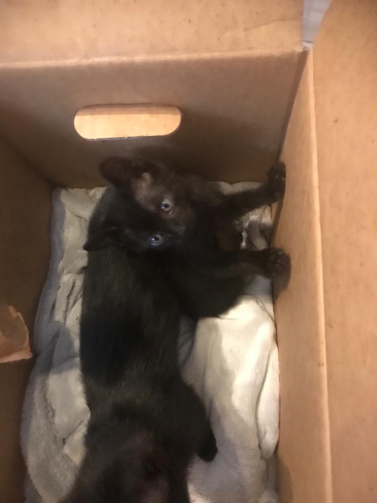 Europäische Hauskatze