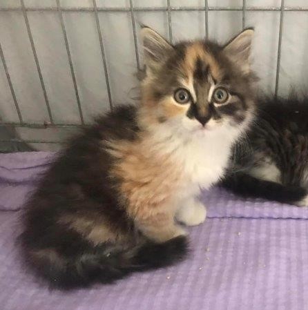 Europäische Hauskatze