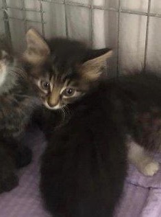 Europäische Hauskatze