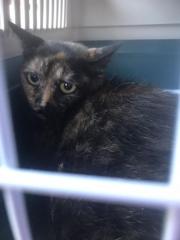 Fundtier Tier-ID 29484