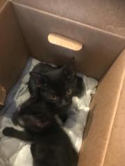 Fundtier Tier-ID 29438