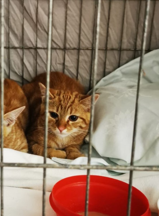 Europäische Hauskatze