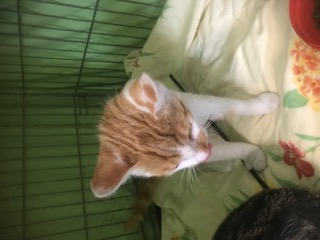 Europäische Hauskatze